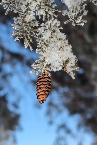 Closeup selective focus shot of a frozen branch with a pine cone on it in Sioux Falls, South Dakota — Stock Photo, Image