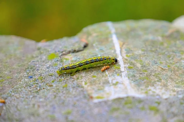 Primo piano di bruco verde e nero su una roccia con sfondo naturale sfocato — Foto Stock