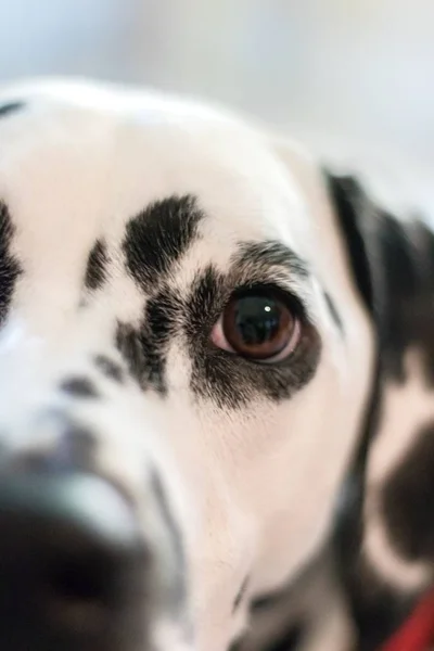 Plan rapproché d'une tête de Dalmatien — Photo