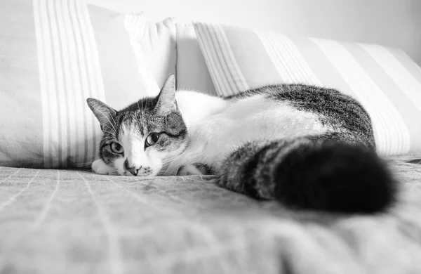 Katt om på soffan tittar på kameran i svart och vitt — Stockfoto