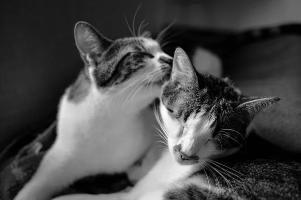 Närbild skott av en katt slickar en annan katt medan om på sängen med en suddig bakgrund — Stockfoto