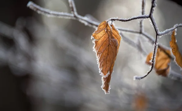 Herbstlaub im Winterwald — Stockfoto