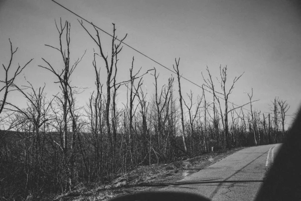 Grayscale shot of trees near road — Stock Photo, Image