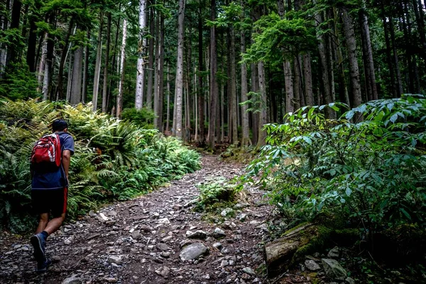Caminhante em uma mochila vermelha subindo uma colina íngreme em uma floresta — Fotografia de Stock