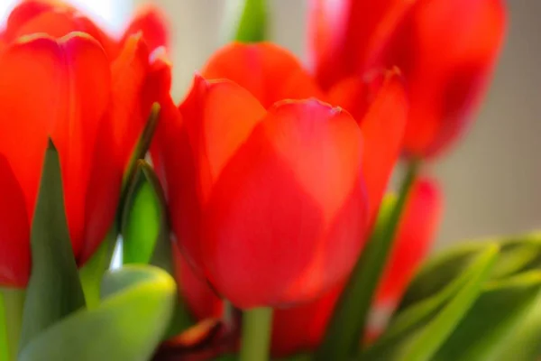 Екстремальний крупним планом знімок червоних квітів тюльпанів — стокове фото