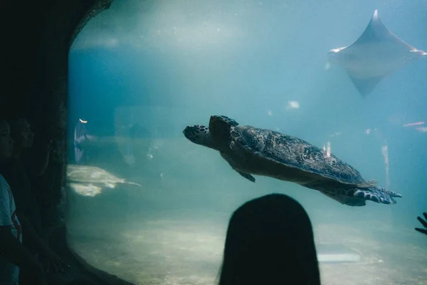 Stor sköldpadda i en akvarium på en Aquapark — Stockfoto