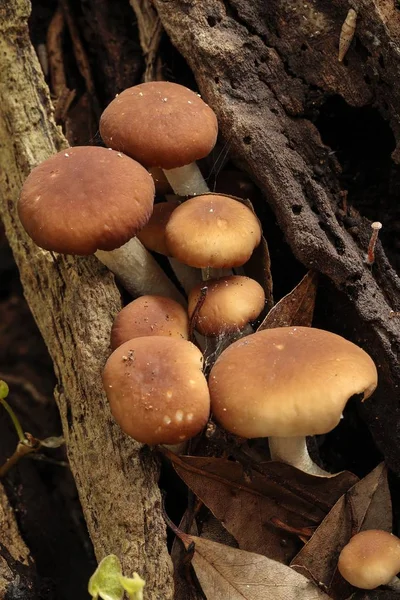 Jonge populier paddestoel, fluweel pioppini, Cyclocybe aegerita, — Stockfoto