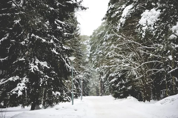 Прекрасний знімок ялин, посипаних снігом взимку — стокове фото