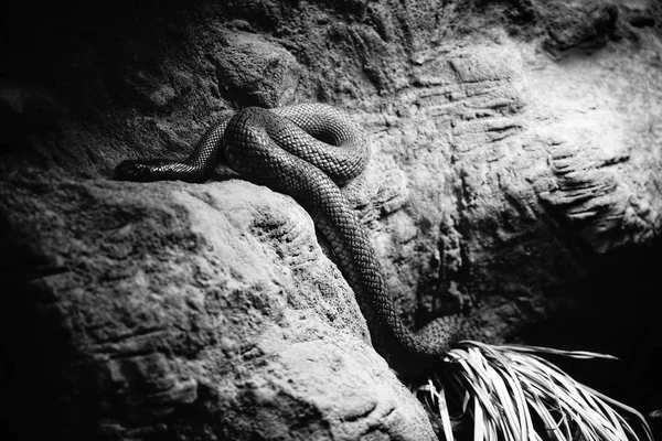 Una serpiente peligrosa en su cueva — Foto de Stock