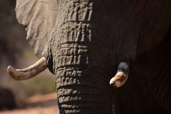 Elephant tusks and wrinkles