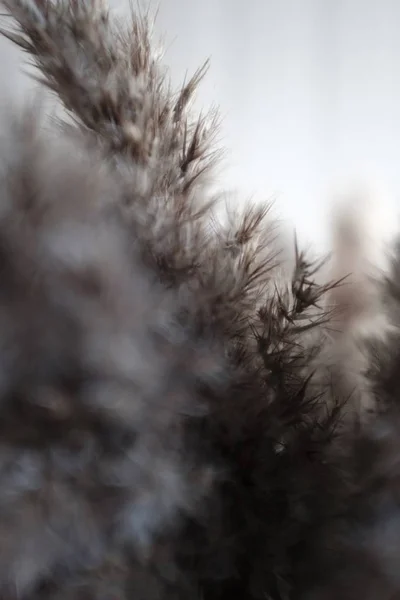 Close-up van een prachtige plant in het wild — Stockfoto