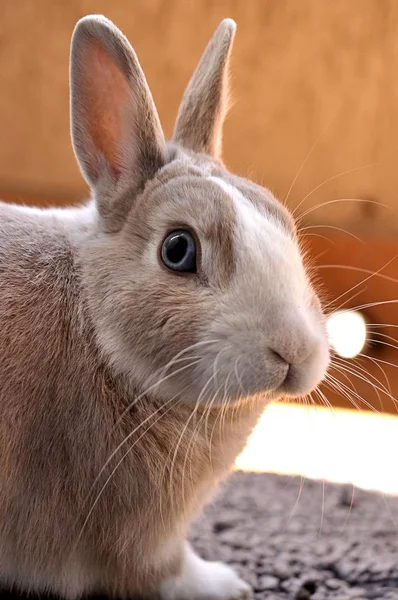 Close-up shot van een schattig konijntje op een zonnige dag met onscherpe achtergrond — Stockfoto