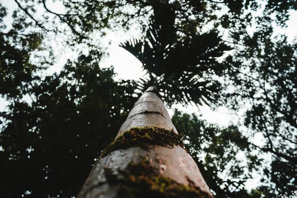 Egy magas egzotikus fa alacsony szögből. — Stock Fotó