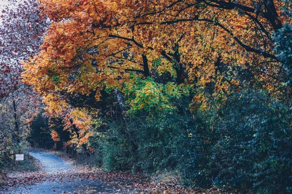 Breite Palette von Bäumen mit orangefarbenen und grünen Blättern im Herbst — Stockfoto