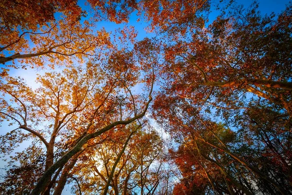 Baixo ângulo tiro de árvores altas com folhas vermelhas e amarelas e um céu azul no fundo — Fotografia de Stock