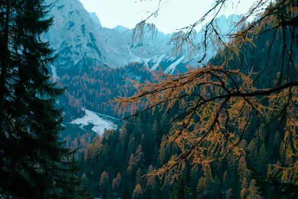 Arka planda ağaçlarla kaplı dağları olan sarı bir tarla ağacı dalının seçici odağı — Stok fotoğraf