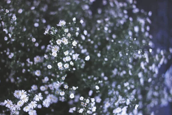 Bulanık doğal arka planı olan beyaz çiçeklerin yüksek açılı görüntüsü. — Stok fotoğraf