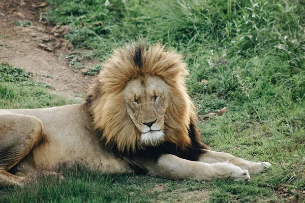 Un león macho acostado en la hierba con los ojos cerrados —  Fotos de Stock