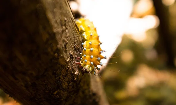 Closeup extremo de uma centopeia em um galho de árvore com um fundo borrado - macrofotografia — Fotografia de Stock