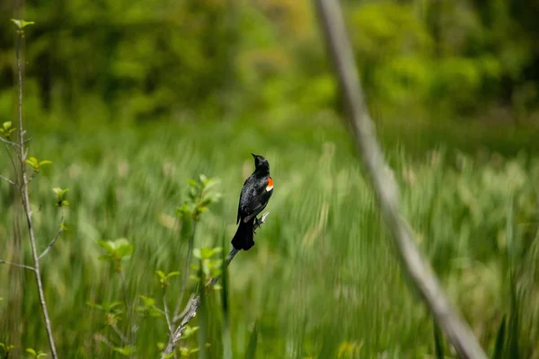 Крупним планом красивий червонокрилий чорний птах, що сидить на гілці з розмитим трав'яним тлом — стокове фото