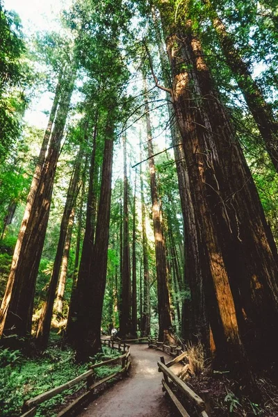 Fotografie verticală a unei căi curbe în mijlocul pădurii sunată de copaci la Redwoods din California — Fotografie, imagine de stoc