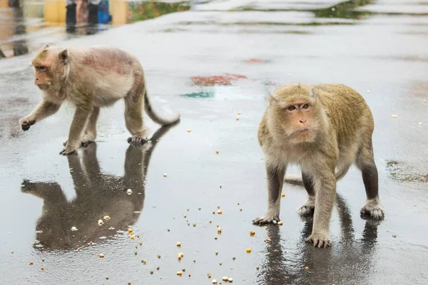 옥수수 씨앗에 우적 거리는 두 마카크 원숭이 — 스톡 사진