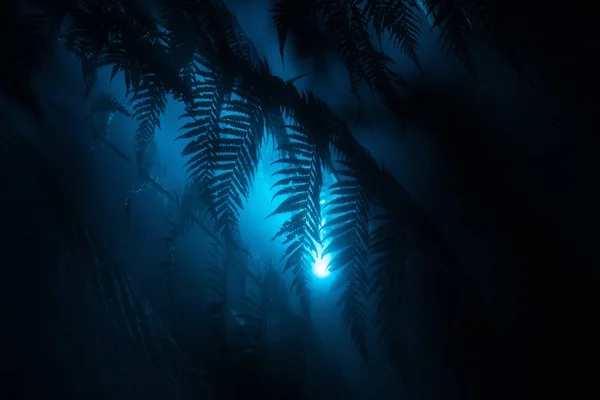 Lindas folhas exóticas em uma floresta tropical com uma luz azul brilhando perto — Fotografia de Stock