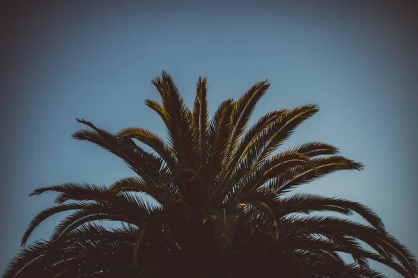 Gambar close-up dari puncak pohon palem dengan langit biru yang indah dan vignette gelap di samping — Stok Foto