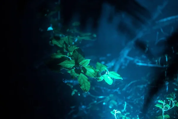 Lindas folhas exóticas em uma floresta tropical com uma luz azul brilhando perto — Fotografia de Stock