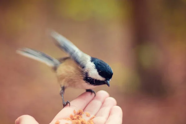 Little bird sitting on a hand of a human and eating seeds — Stock Photo, Image