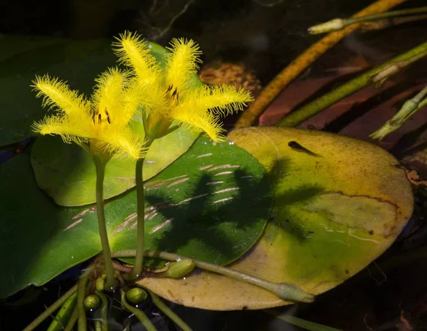 Belo close-up de flores tropicais crescendo perto de um pântano em uma floresta — Fotografia de Stock