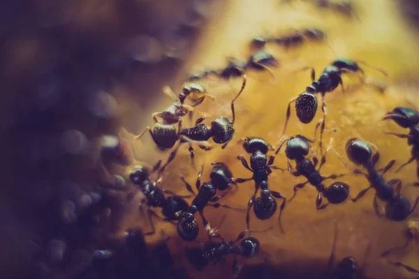 Extrême gros plan d'une colonie de fourmis sur une surface orange vif — Photo