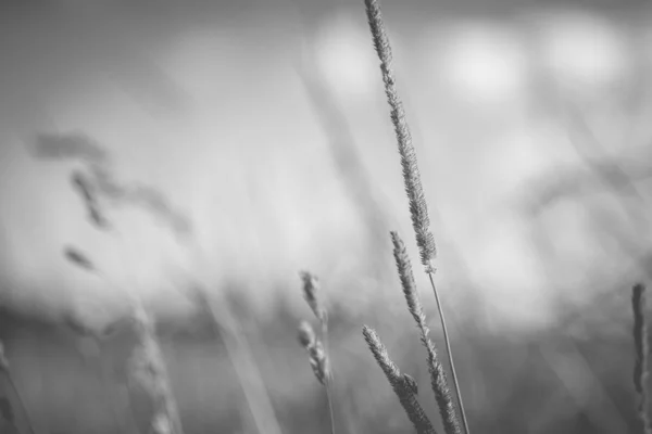 Graustufen-Nahaufnahme einer Weizenspitze — Stockfoto