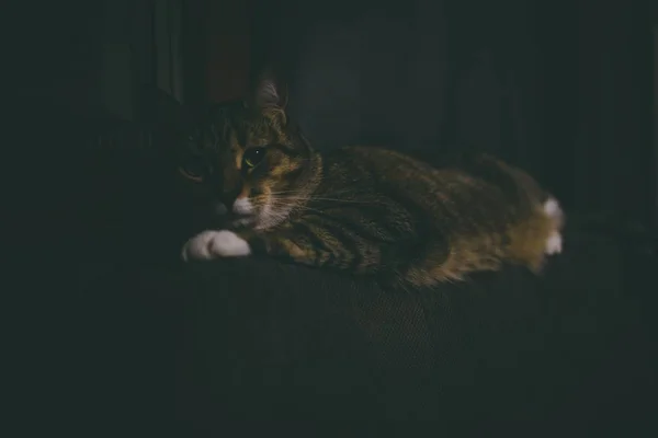 Closeup shot of a furry domestik tabby cat lying down — Stok Foto