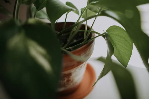 Close-up de uma planta folhosa doméstica em um pote de cerâmica marrom com um fundo branco — Fotografia de Stock