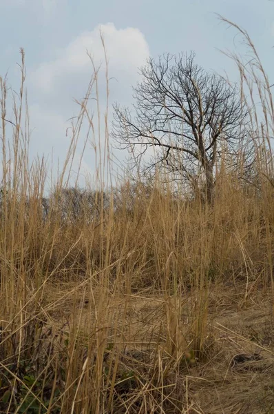 Campo seco com grama seca e galhos de árvores — Fotografia de Stock