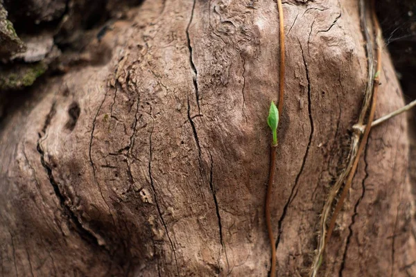 Close-up shot van een houten boom opening met een kleine groene plant die eruit bloeit — Stockfoto