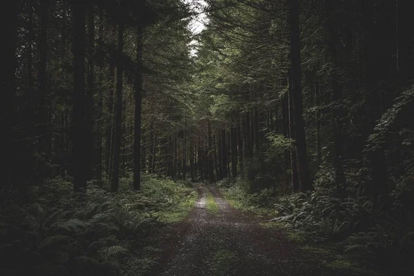 Estrada lamacenta estreita curvilínea em uma floresta escura cercada por vegetação e um pouco de luz vinda de cima — Fotografia de Stock