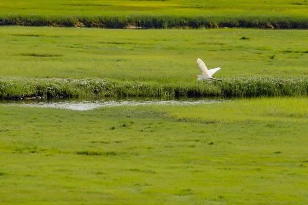 Pelikan fliegt über einen kleinen Fluss in einem großen grünen schönen Feld — Stockfoto