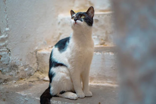 Hermoso primer plano de un gato lindo doméstico de pie cerca de una escalera y mirando hacia arriba — Foto de Stock