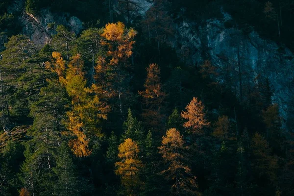 Güneşli bir günde bir dağın yakınında sarı ve yeşil karaçam ağaçlarının havadan çekilmiş görüntüsü — Stok fotoğraf