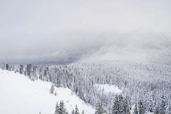 一望无际的雪山和成吨的云杉 — 图库照片