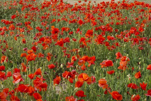 Amapolas rojas Papaver rhoeas — Foto de Stock