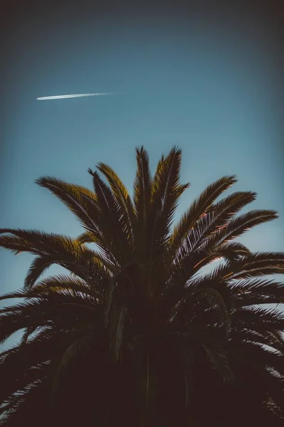 Närbild skott av en Palm Tree Top med blå vacker himmel och mörk vinjett på sidorna — Stockfoto