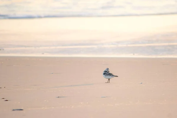 海鸥在沙滩上，背景是迷人的天空 — 图库照片