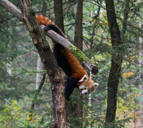 A cute red panda on a tree