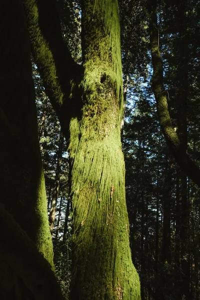 Крупним планом дерева з мохом росте на ньому з розмитим природним фоном в Redwoods Каліфорнії — стокове фото