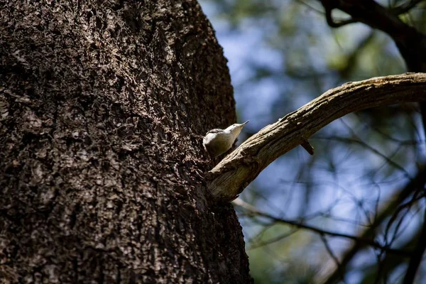 Flachbild eines Vogels, der am Baum hängt — Stockfoto