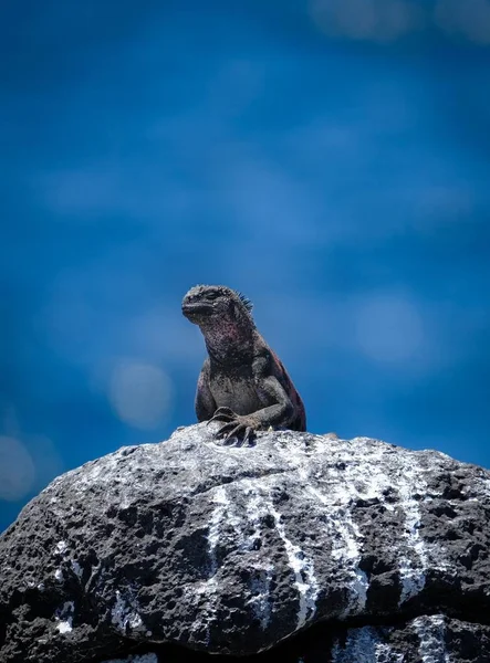 Vertical shot of marine iguana standing on a rock with a blurred background