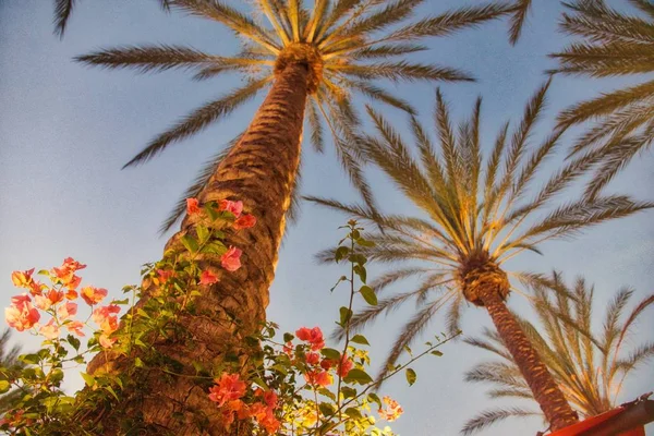 Low angle shot of tropical palm trees on a sunny day with clear blue sky in the background — Stock Photo, Image